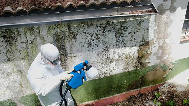 Top rated local Attic Mold Remediation specialists in Norwood Young America, MN